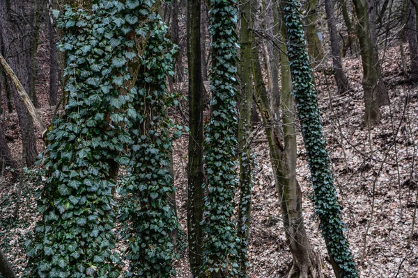 Лесной Пейзаж Деревьями Стволы Которых Изогнуты Вверх Стволы Покрыты Побегами — стоковое фото