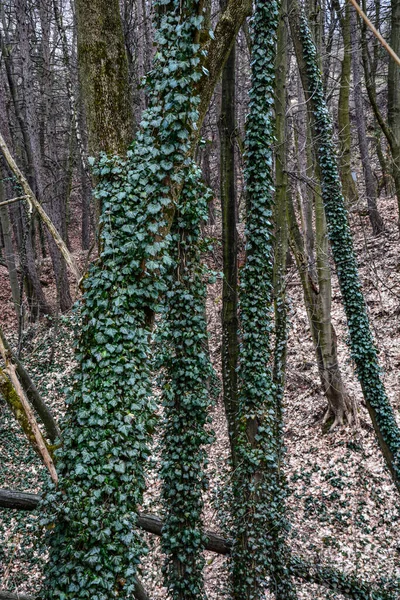 Krajobraz Leśny Drzewami Których Pnie Zakrzywione Górę Pnie Pokryte Pędami — Zdjęcie stockowe