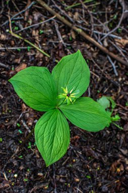 Herb Paris (Paris kuadrifolisi). Paris bitkisi. Ormanda zehirli böğürtlen ve çiçekler yetişir..