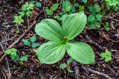 Herb Paris (Paris kuadrifolisi). Paris bitkisi. Ormanda zehirli böğürtlen ve çiçekler yetişir..
