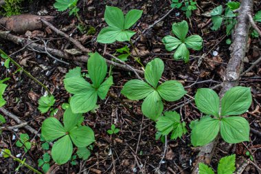 Herb Paris (Paris kuadrifolisi). Paris bitkisi. Ormanda zehirli böğürtlen ve çiçekler yetişir..
