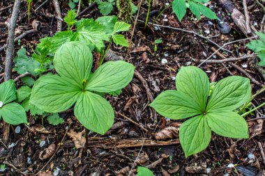 Herb Paris (Paris kuadrifolisi). Paris bitkisi. Ormanda zehirli böğürtlen ve çiçekler yetişir..