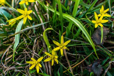  Beytüllahim 'in sarı yıldızı baharı güneşli bir günde çiçek açıyor. : Gagea lutea 'nın küçük çiçekleri ya da kaz soğanı yakından. Sarı Beytüllahim Yıldızı baharı güneşli bir günde çiçek açıyor..