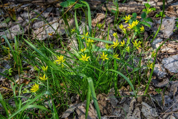Yellow Star Bethlehem Spring Blooming Sunny Day Small Flowers Gagea — Stock Photo, Image