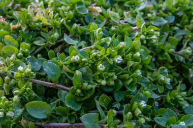 Küçük beyaz çiçekleri olan bir grup sıradan civciv. Küçük beyaz çiçekli yaygın bir civ otu (Stellaria media). Küçük beyaz çiçekli bir grup sıradan civciv. .