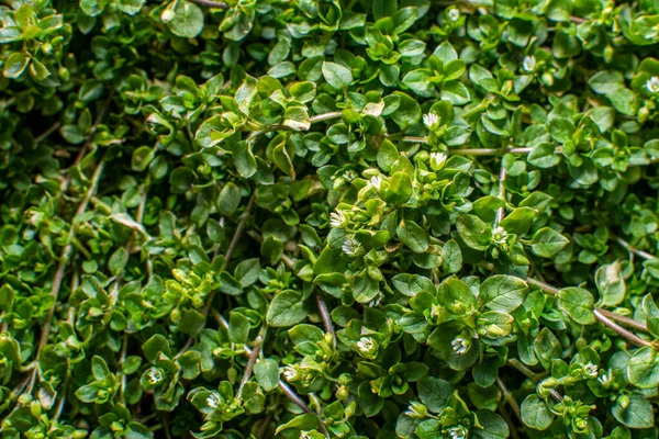 Skupina Obyčejných Chickweed Malými Bílými Kvítky Obecný Chickweed Stellaria Media — Stock fotografie