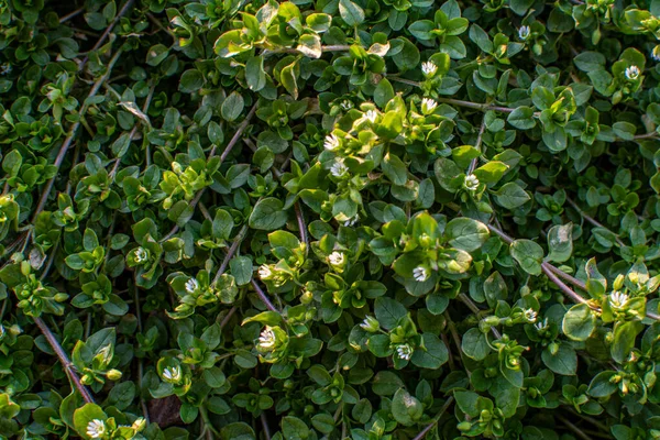 Groupe Potamot Commun Avec Petites Fleurs Blanches Potamot Commun Stellaria — Photo