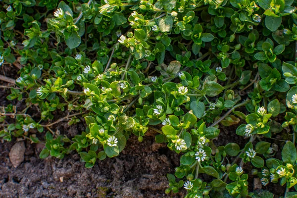 Közönséges Csirkemoszat Kis Fehér Virágokkal Közönséges Csirkemoszat Stellaria Media Kis — Stock Fotó