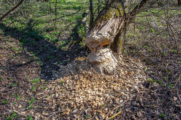 Bosque Que Crece Cerca Castores Tronco Árbol Derribado Por Castores —  Fotos de Stock