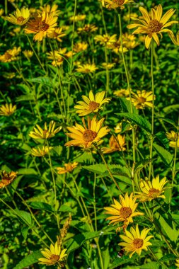 Helianthus tüberosus çiçekli yenilebilir bitki, sarı çiçekli çiçekler ve yeşil yapraklar. Kudüs enginarı. Helianthus tüberozus L.