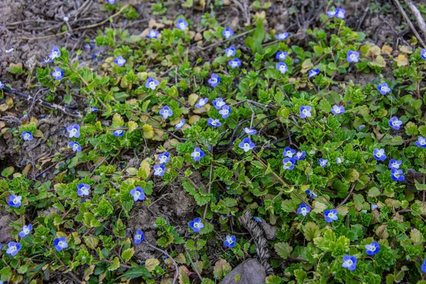 Pequena Planta Com Flor Azul Família Plantaginaceae Foi Anteriormente Classificada — Fotografia de Stock