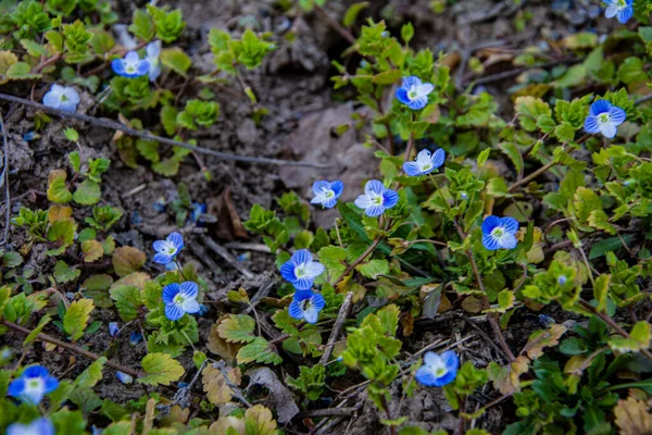 科植物プランタギナス属の小さな青い開花植物で 以前は科植物であるScrophulariaceaeに分類されました スピードウェル 鳥の目 ジプシーの目 ヴェロニカのペリカ ヴェロニカのペン — ストック写真