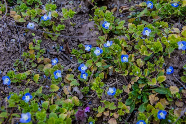 Pequeña Planta Con Flores Azules Familia Plantaginaceae Fue Clasificada Anteriormente — Foto de Stock