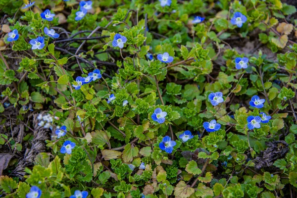 小蓝花植物 原产于植物科植物 原属植物科植物 得名的特快专递 吉普赛草 西洋参 西洋参 — 图库照片