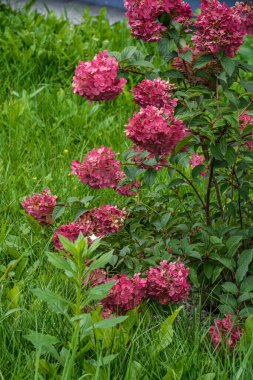 Pembe, mavi, leylak, menekşe, mor ortanca çiçeği (Hydrangea makrophylla) bir bahçede bahar ve yaz mevsiminde çiçek açar. Ortanca macrophylla Ortensiya çiçeklerinin güzel çalısı