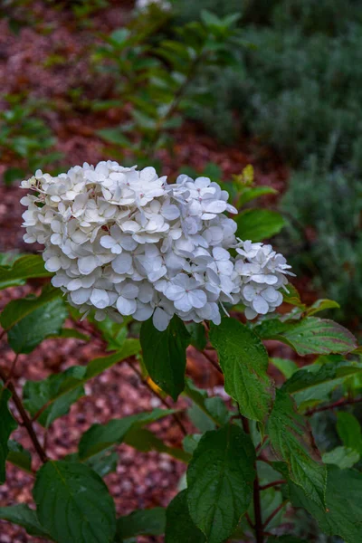 라일락 Hydrangea Hydrangea Macrophylla 정원에서 여름에 피어나고 Hydrangea Macrophylla 텐시아 — 스톡 사진