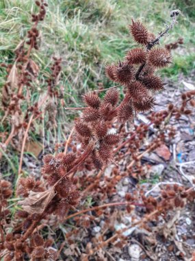 Xanthium strumarium ya da kaba koklebur kuru (dikenli). Bulanık arka planda bozkırda kuru dikenli Xanthium strumarium pürüzlü koklebur.