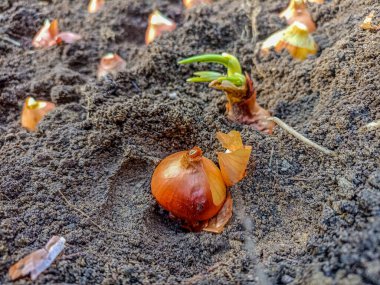 Soğan ekiyorum. Baharda organik sebze bahçesine soğan tohumları ekiyorum. Toprağa ekili soğan tohumu .