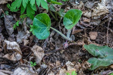 Çiçek asarum europaeum, yabani zencefil veya fındık otu, bahar ormanlarında makro, seçici odak, sığ DOF. Avrupa kopyası zehirli bir bitkidir. Eskiden halk tıbbında kullanılırdı.