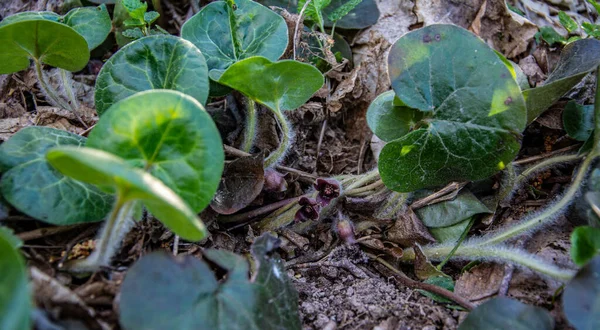 Άνθος Asarum Europaeum Άγριο Τζίντζερ Φουντουκιά Μακροεντολή Στο Δάσος Άνοιξη — Φωτογραφία Αρχείου