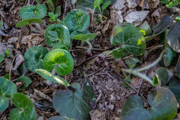 Květinový Asarum Europaeum Divoký Zázvor Nebo Lískový Oddenek Makro Jarním — Stock fotografie