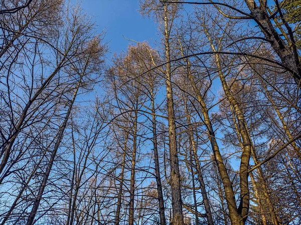 Vrchol Koruny Stromu Bez Listí Proti Modré Obloze Volným Prostorem — Stock fotografie