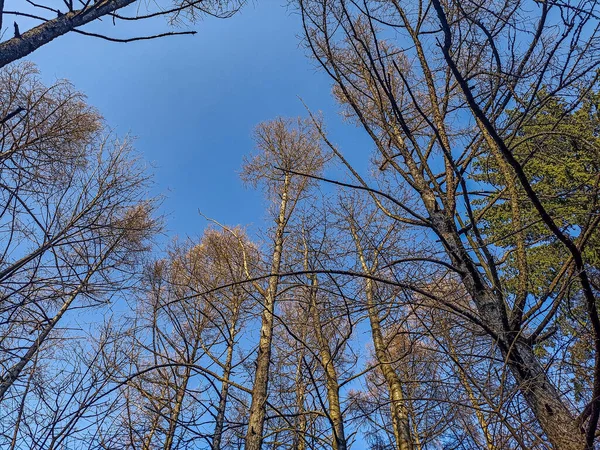 Top Crown Tree Leaves Blue Sky Free Space Text Spring — Zdjęcie stockowe