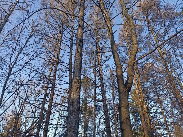 Vrchol Koruny Stromu Bez Listí Proti Modré Obloze Volným Prostorem — Stock fotografie