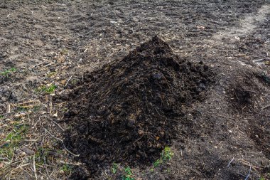 Tarlayı gübrelemek için gübre yığını. Çiftlikteki yüksek gübre yığını. Gübre yığınına konmuş.