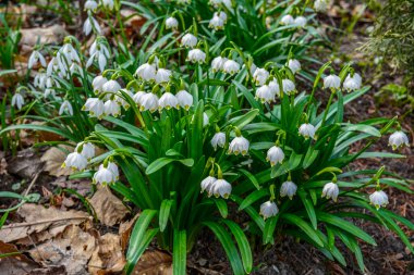 Beyaz Yaz Kar Tanesi çiçekleri (Leucojum aestivum) taç yapraklarında yeşil noktalar, taze bahar yeşili yapraklı çan şeklinde çiçekler.