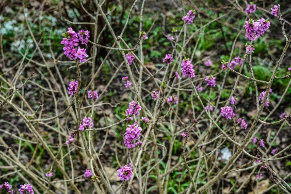 Daphne Mezereum February Daphne Mezereon Mezereum Spurge Laurel Spurge Olive — ストック写真