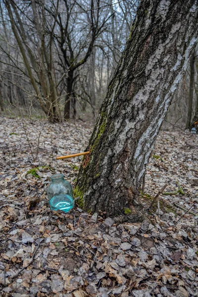 Production Birch Sap Glass Jar Forest Springtime Drop Birch Sap — 스톡 사진
