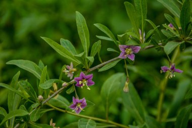 Lycium barbarum (Çin wolfberry, Tibet goji, Berberi evlilik asma) - çiçekli zaman yaprak döken odunsu çok yıllık bitki .