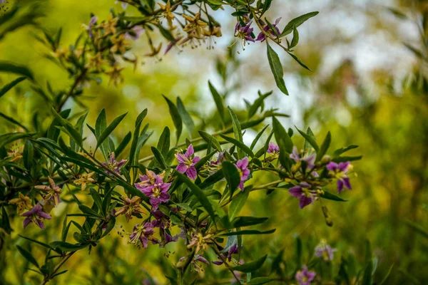 藏杨梅 草本植物 开花时的落叶木本植物 — 图库照片