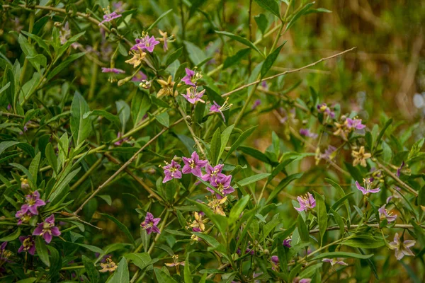 Lycium Barbarum Bacca Lupo Cinese Goji Tibetano Vite Matrimonio Barbarica — Foto Stock