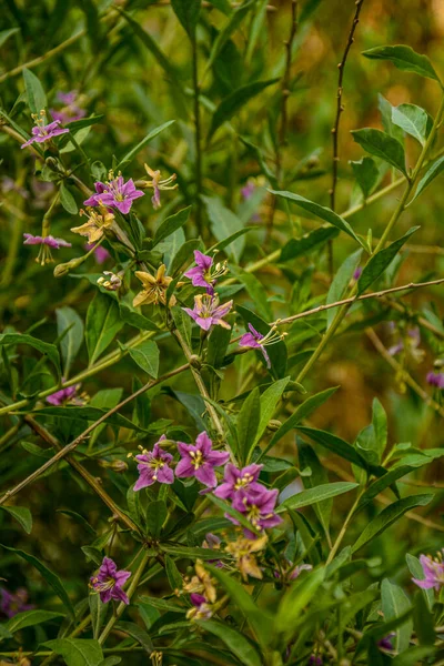 Lycium Barbarum Chinese Wolfberry Tibetan Goji Barbary Matrimony Vine Deciduous — Stock Photo, Image