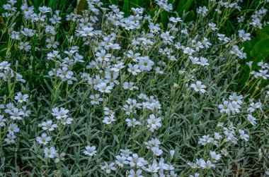 Yaz sertifikalı kar tomentosum, açık yeşil çiçekli beyaz çiçek ve arka planda taş. .
