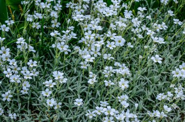 Yaz sertifikalı kar tomentosum, açık yeşil çiçekli beyaz çiçek ve arka planda taş. .