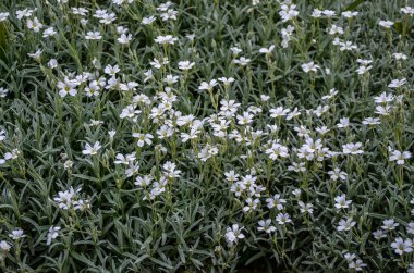 Yaz sertifikalı kar tomentosum, açık yeşil çiçekli beyaz çiçek ve arka planda taş. .