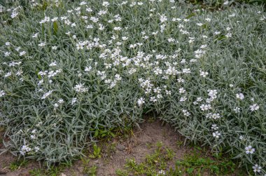 Yaz sertifikalı kar tomentosum, açık yeşil çiçekli beyaz çiçek ve arka planda taş. .