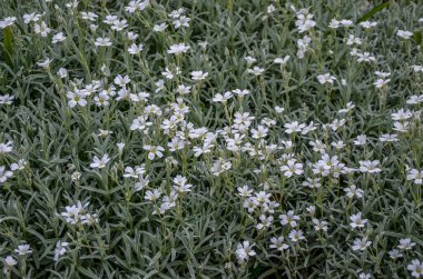 Yaz sertifikalı kar tomentosum, açık yeşil çiçekli beyaz çiçek ve arka planda taş. .