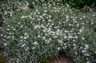 Yaz sertifikalı kar tomentosum, açık yeşil çiçekli beyaz çiçek ve arka planda taş. .