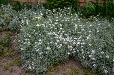 Yaz sertifikalı kar tomentosum, açık yeşil çiçekli beyaz çiçek ve arka planda taş. .