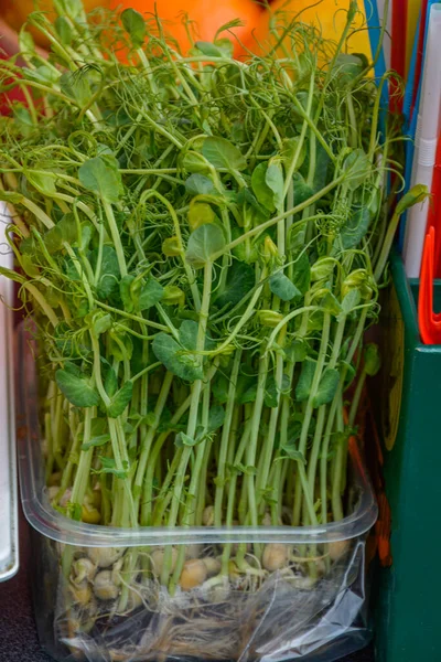 Sprossen Gemüse Von Erbsen Mikrogitter Gesunde Ernährung — Stockfoto