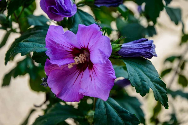 Tropical Hibiscus Hardy Hibiscus Flower Close Hibiscus Flower Growing Hibiscus — ストック写真