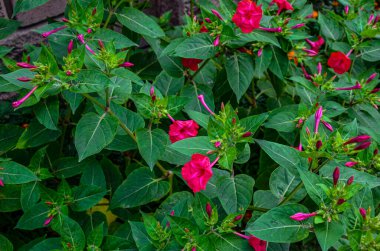 Mirabilis Jalapa ya da Dört Saat Çiçeği yağmurdan sonra damlayan su. Doğal duvar kağıdı. Tasarım için güzel arkaplan.