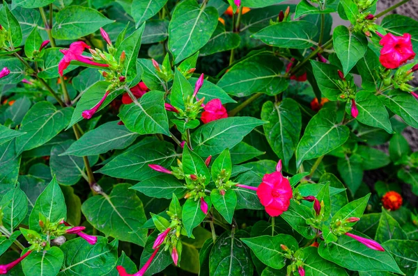 Mirabilis Jalapa Dört Saat Çiçeği Yağmurdan Sonra Damlayan Doğal Duvar — Stok fotoğraf