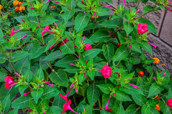 Mirabilis Jalapa Dört Saat Çiçeği Yağmurdan Sonra Damlayan Doğal Duvar — Stok fotoğraf