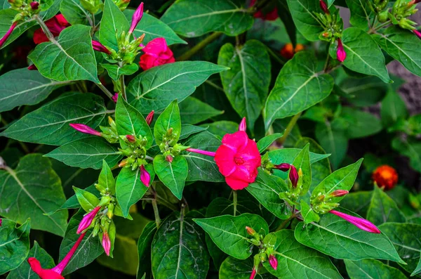 Mirabilis Jalapa Four Ρολόι Λουλούδι Σταγόνες Νερού Μετά Βροχή Στη — Φωτογραφία Αρχείου