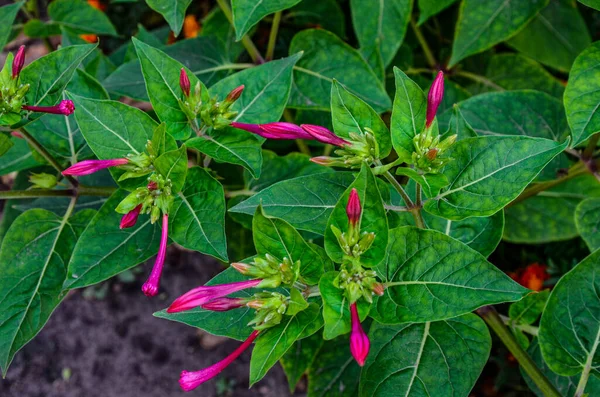 Mirabilis Jalapa Nebo Four Clock Flower Kapkami Vody Dešti Noci — Stock fotografie